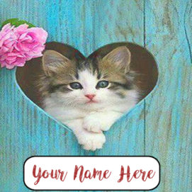 Write Name Beautiful Cutest Cat Profile Image Edit Online